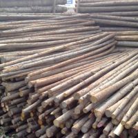 杉木樁|杉木綠化桿，支撐剛，鋼管支撐等批發(fā)，上海哪里有